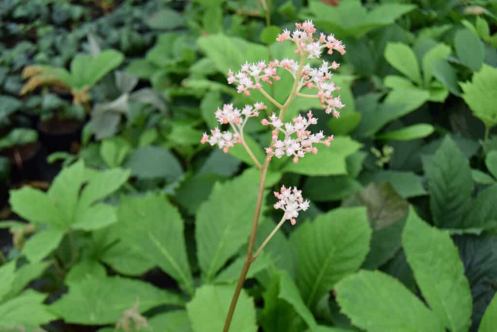 Rodgersia aesculifolia ---